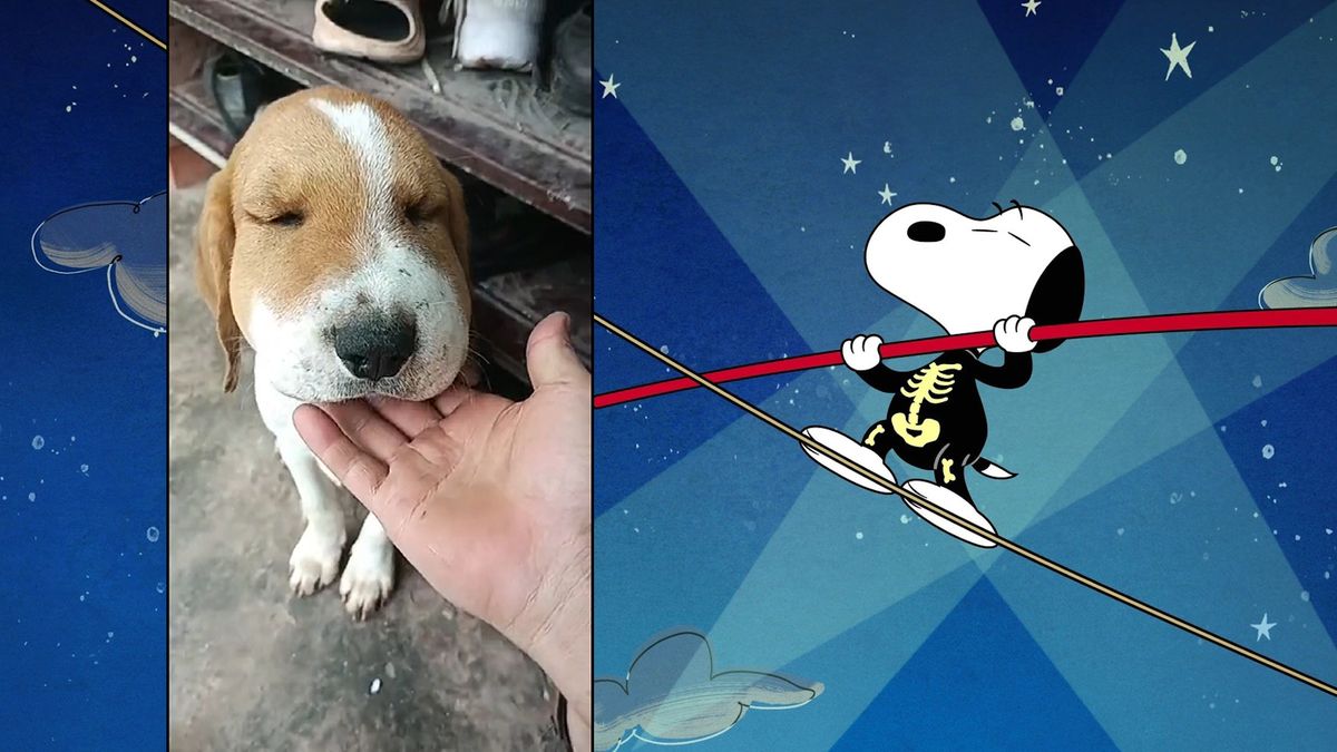 Po uštknutí hadem vypadá bígl jako slavný komiksový pes Snoopy